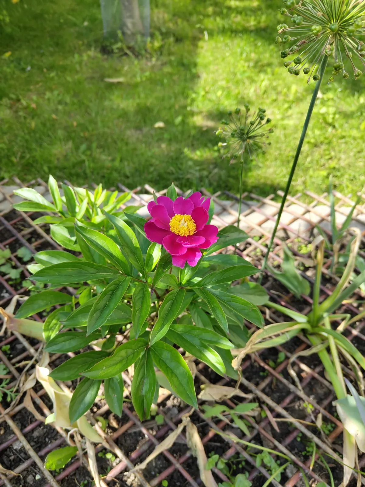 Bujor salbatic